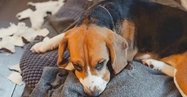 创达盈 狗狗半夜乱叫咬沙发？睡眠不足四大信号，你家狗中招了吗？