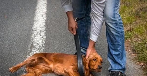 中国银河证券 狗狗犯错你还打？换个方法，30天变乖还超黏你